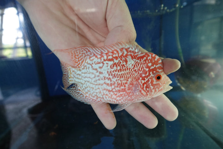 Rare Kamfa Golden Base Flowerhorn 4 inch