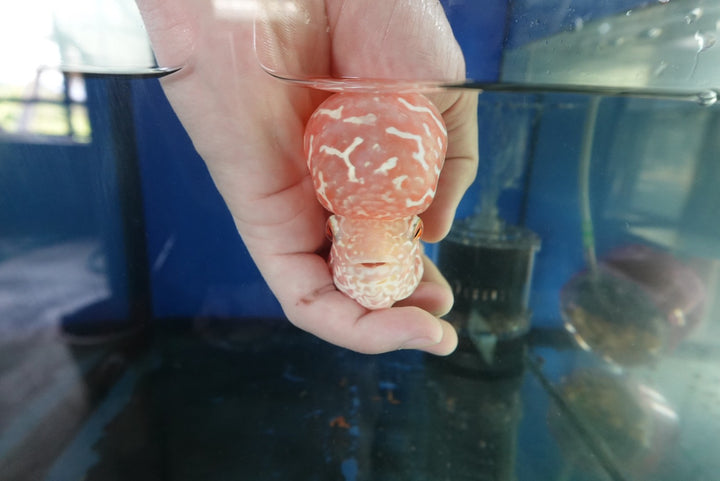 Rare Kamfa Golden Base Flowerhorn 5 inch