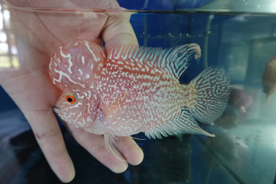 Rare Kamfa Golden Base Flowerhorn 5 inch