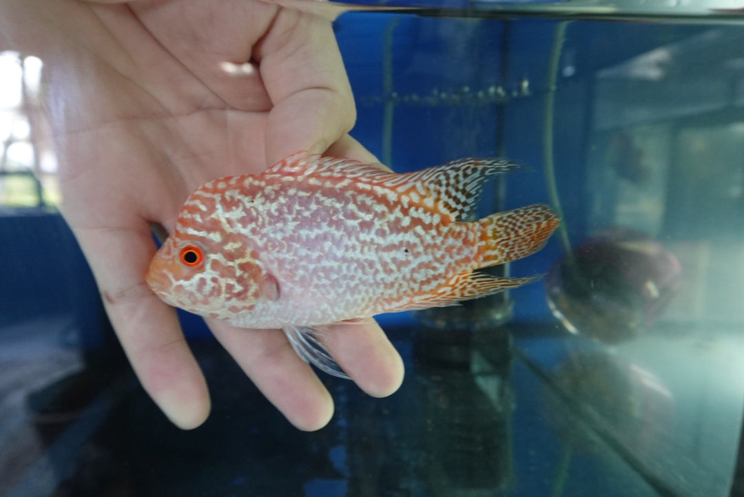 Rare Kamfa Golden Base Flowerhorn 4 inch