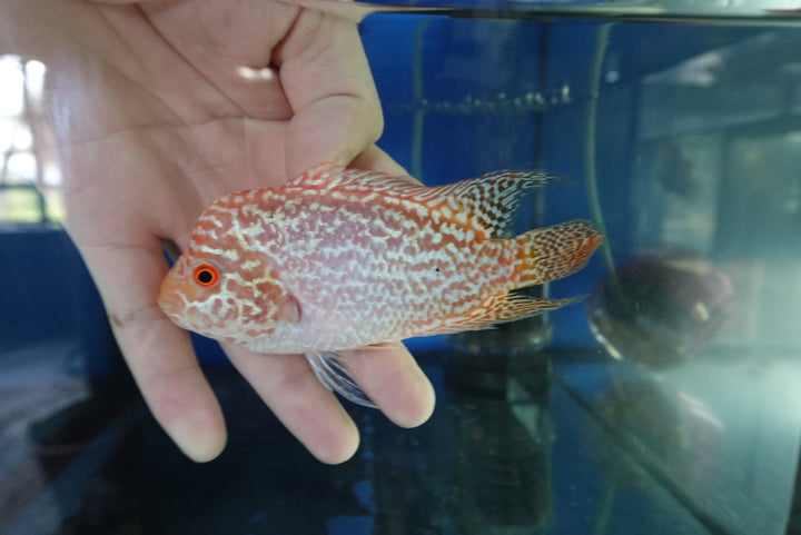Rare Kamfa Golden Base Flowerhorn 4 inch