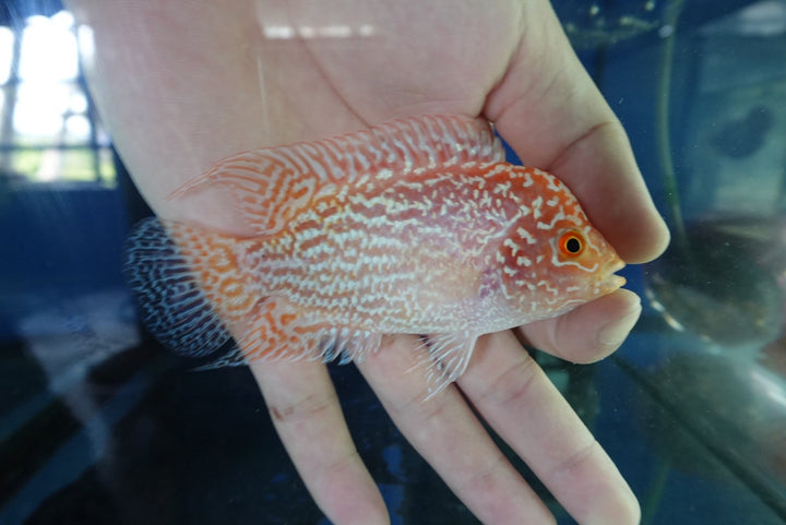 Rare Kamfa Golden Base Flowerhorn 4 inch