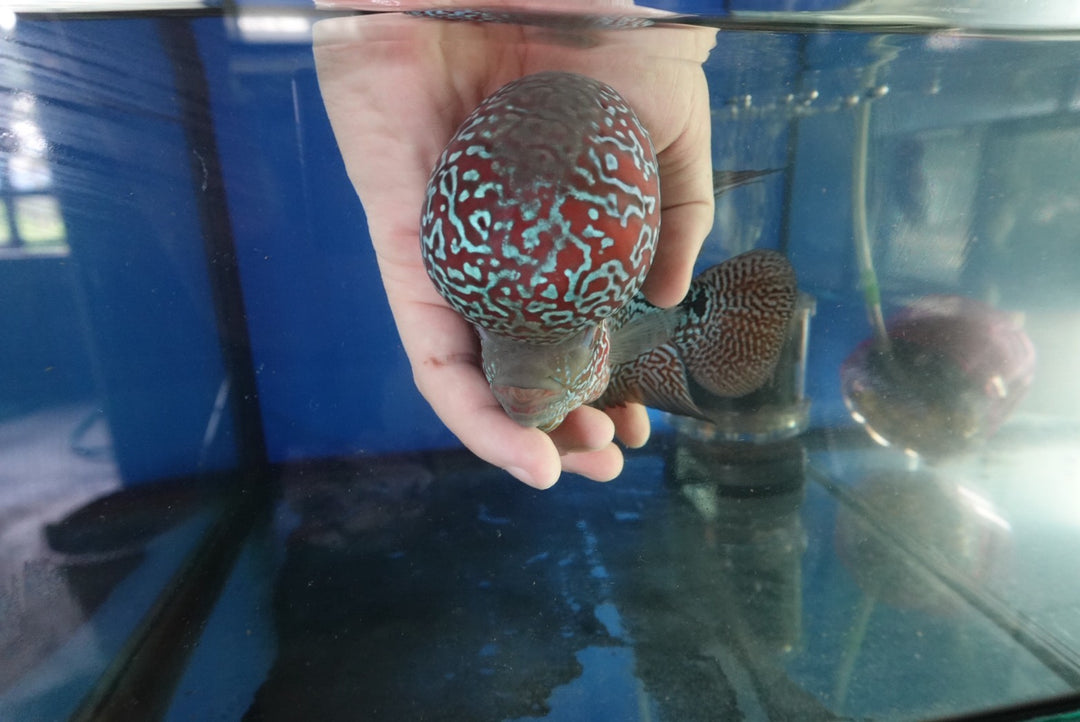 Rare Flowerhorn (F3) - 6 inch