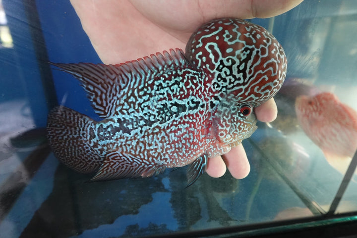 Rare Flowerhorn (F3) - 6 inch