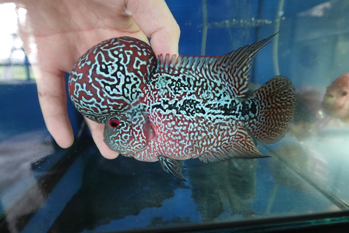Rare Flowerhorn (F3) - 6 inch