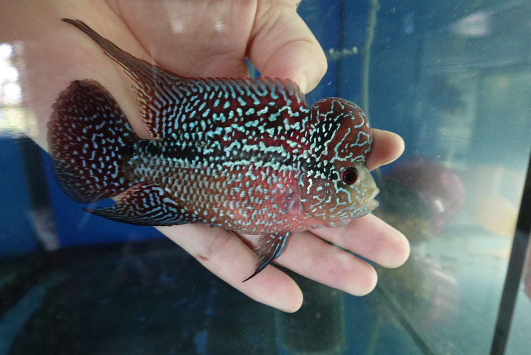 Rare Flowerhorn (F3) - 4 inch