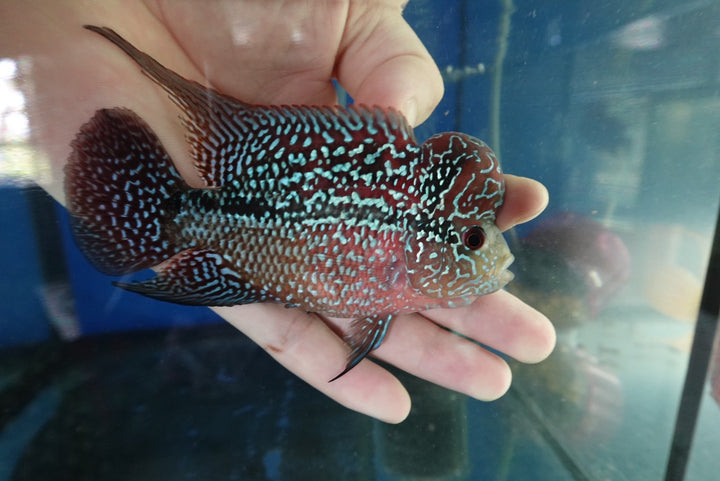 Rare Flowerhorn (F3) - 4 inch