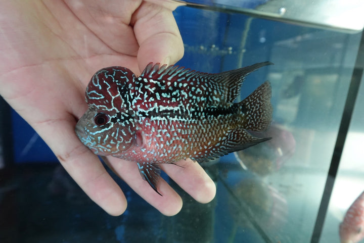 Rare Flowerhorn (F3) - 4 inch