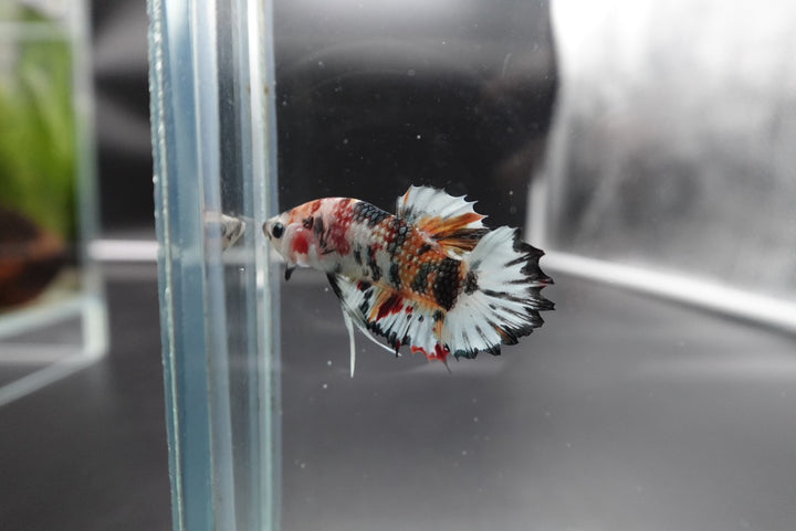 Rare CTPK Multicolor Betta Fish