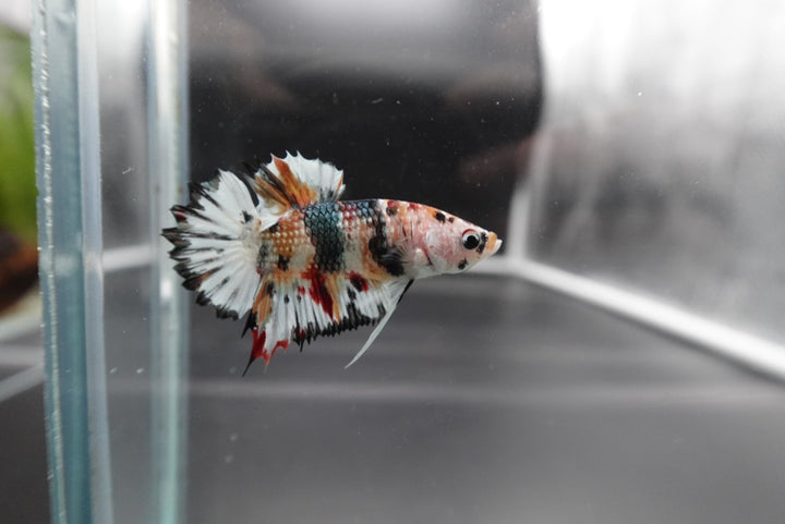 Rare CTPK Multicolor Betta Fish