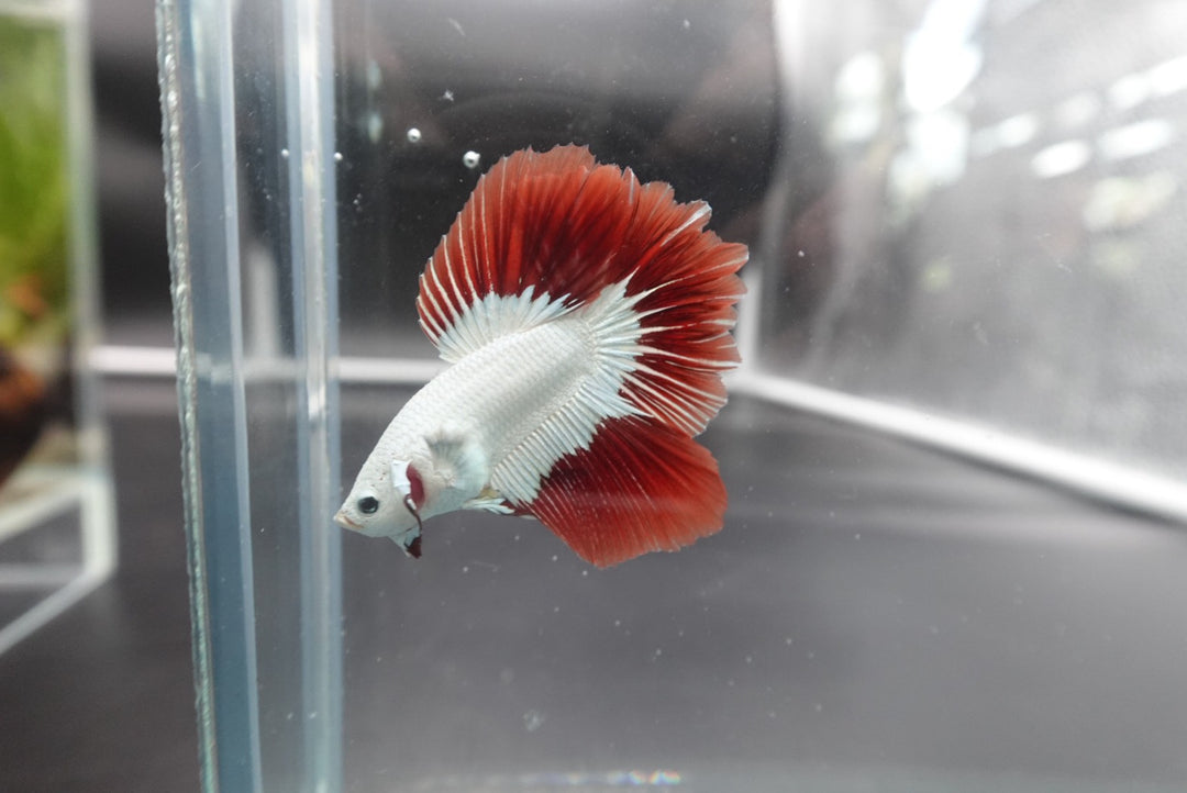 Rare Red Dragon Halfmoon Betta Fish