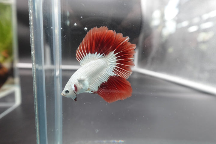 Rare Red Dragon Halfmoon Betta Fish