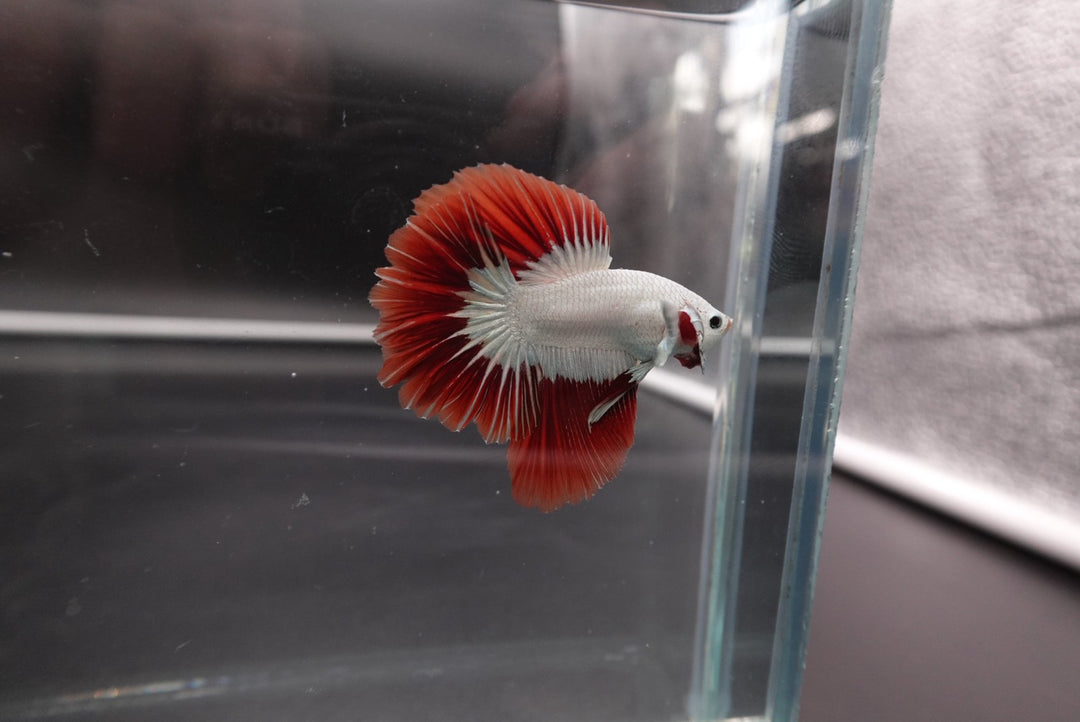 Rare Red Dragon Halfmoon Betta Fish