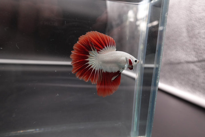 Rare Red Dragon Halfmoon Betta Fish
