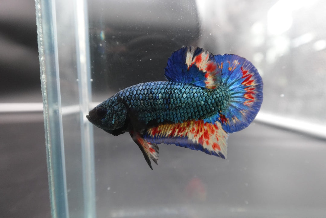 Rare Blue Copper Vanda Betta Fish
