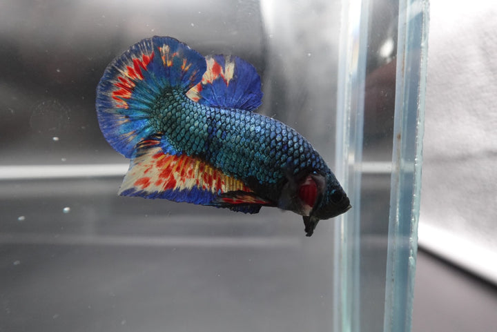 Rare Blue Copper Vanda Betta Fish