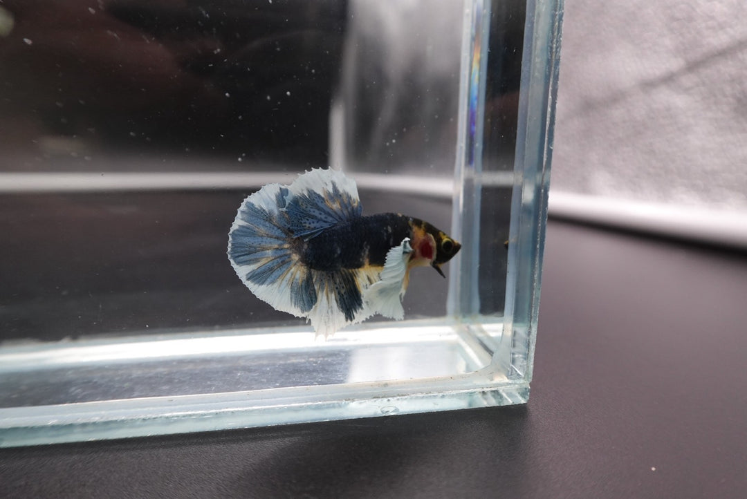 Rare Dumbo Multicolor Betta Fish