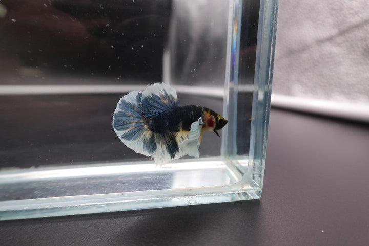 Rare Dumbo Multicolor Betta Fish