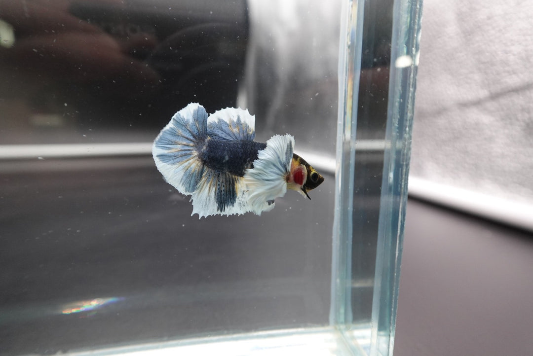 Rare Dumbo Multicolor Betta Fish