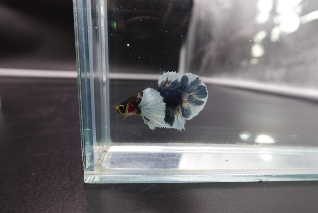 Rare Dumbo Multicolor Betta Fish