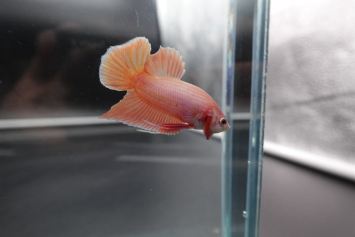 Rare Cherry Blossom Betta Fish