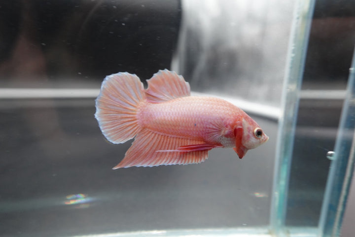 Rare Cherry Blossom Betta Fish