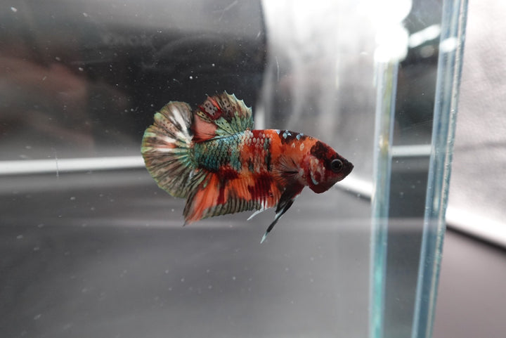 Rare Koi Orange Copper Betta Fish