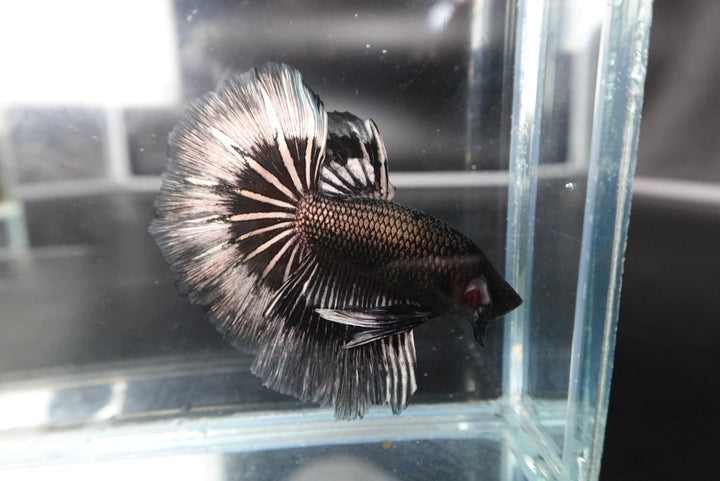 Rare Halfmoon Black Copper Butterfly Betta Fish
