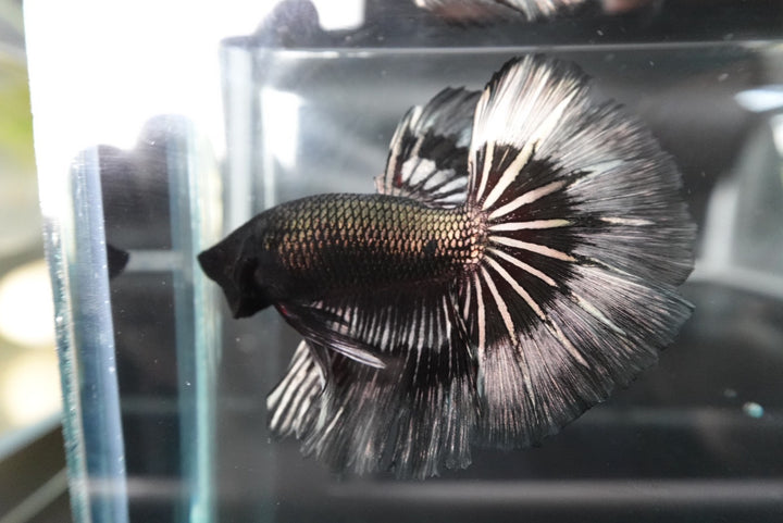 Rare Halfmoon Black Copper Butterfly Betta Fish