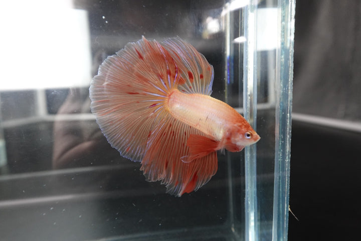 Rare Halfmoon Tangerine Betta Fish