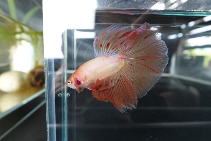 Rare Halfmoon Tangerine Betta Fish