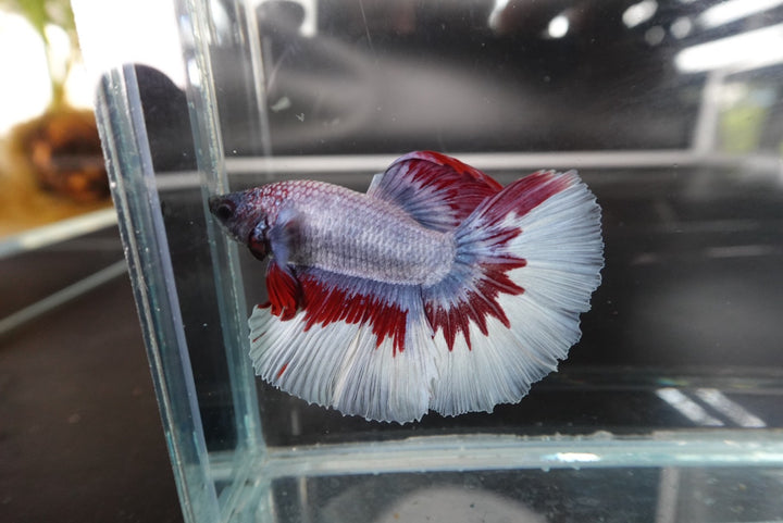 Rare Halfmoon Thai Flag Betta Fish