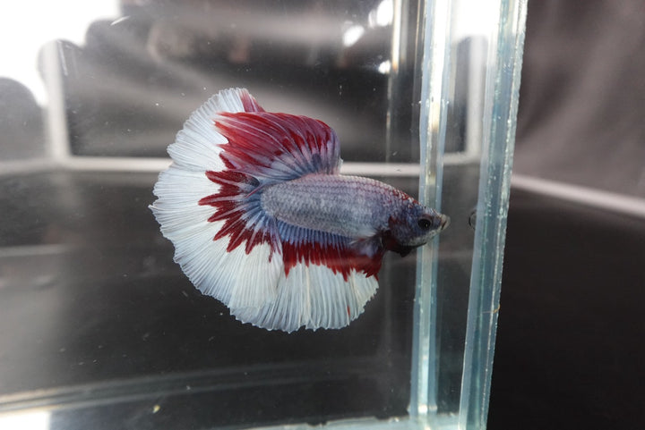 Rare Halfmoon Thai Flag Betta Fish