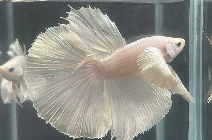 Rare Dumbo Halfmoon Platinum Betta Fish