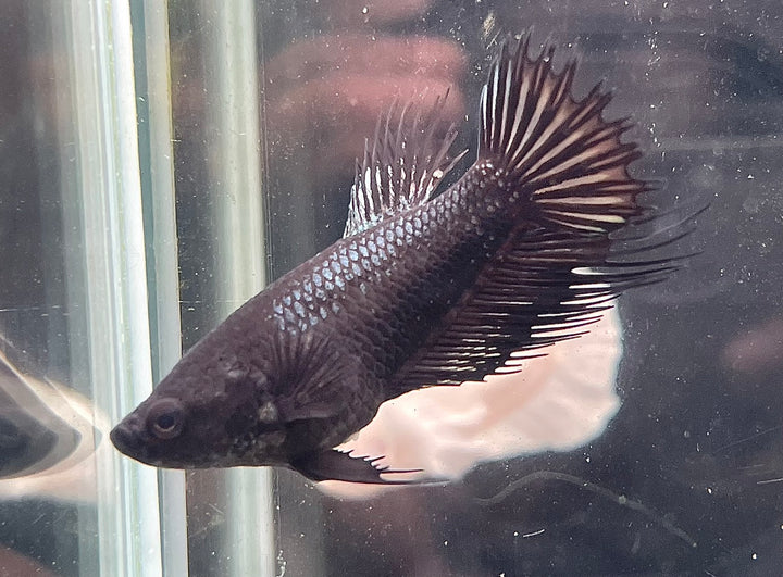 Crowntail Black Betta Fish