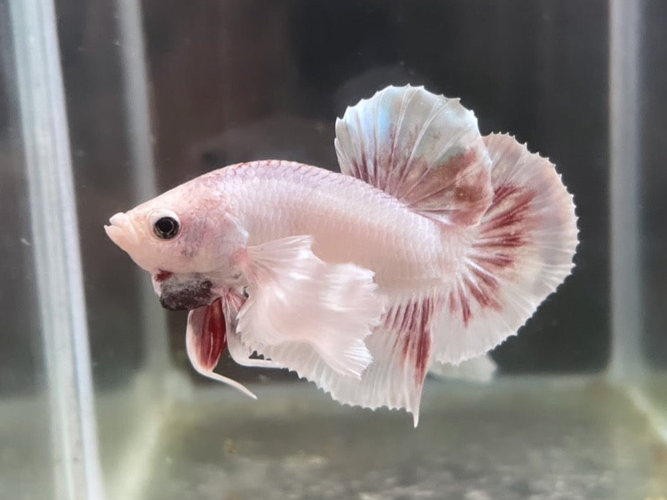 Rare Dumbo Periwinkle Betta Fish