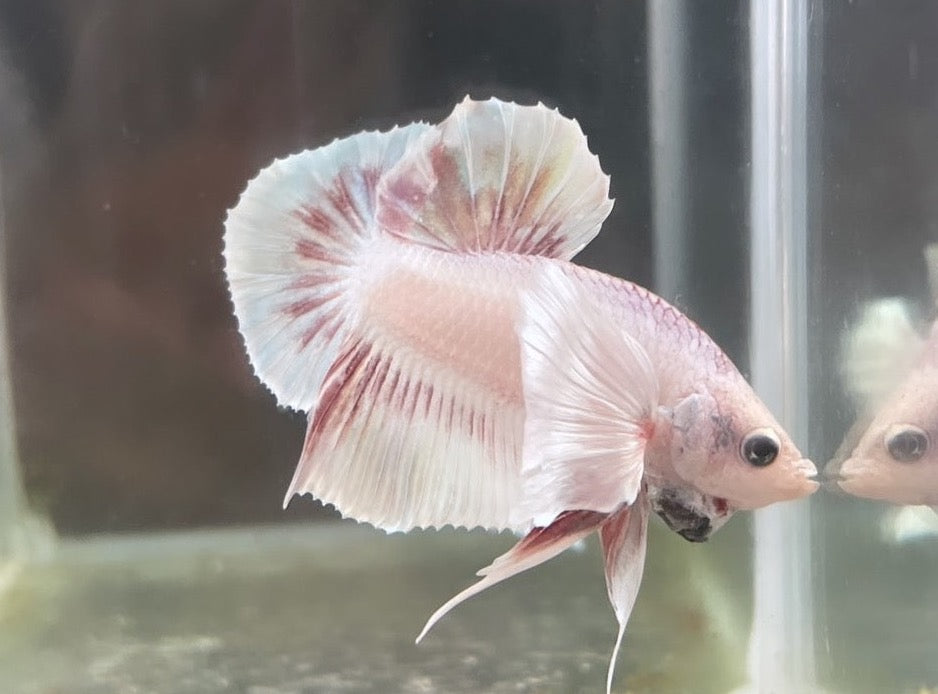 Rare Dumbo Periwinkle Betta Fish