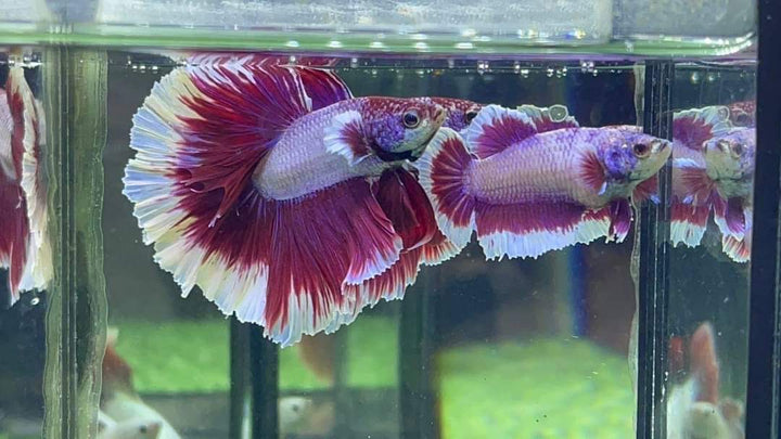 Couple Halfmoon Ruby Red Butterfly Betta Fish