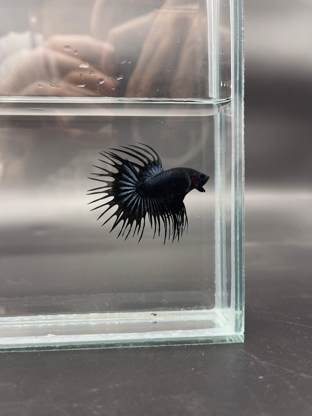 Competition - Crowntail Black Venom Betta Fish