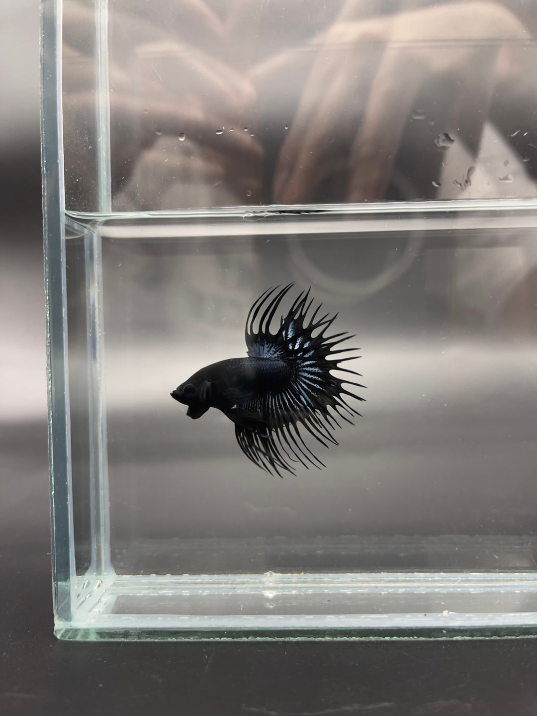 Competition - Crowntail Black Venom Betta Fish