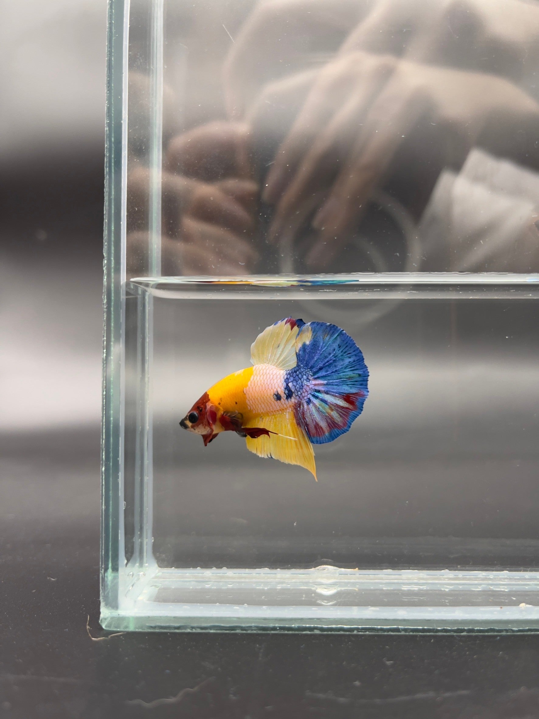 Competition grade - Multicolor Betta Fish