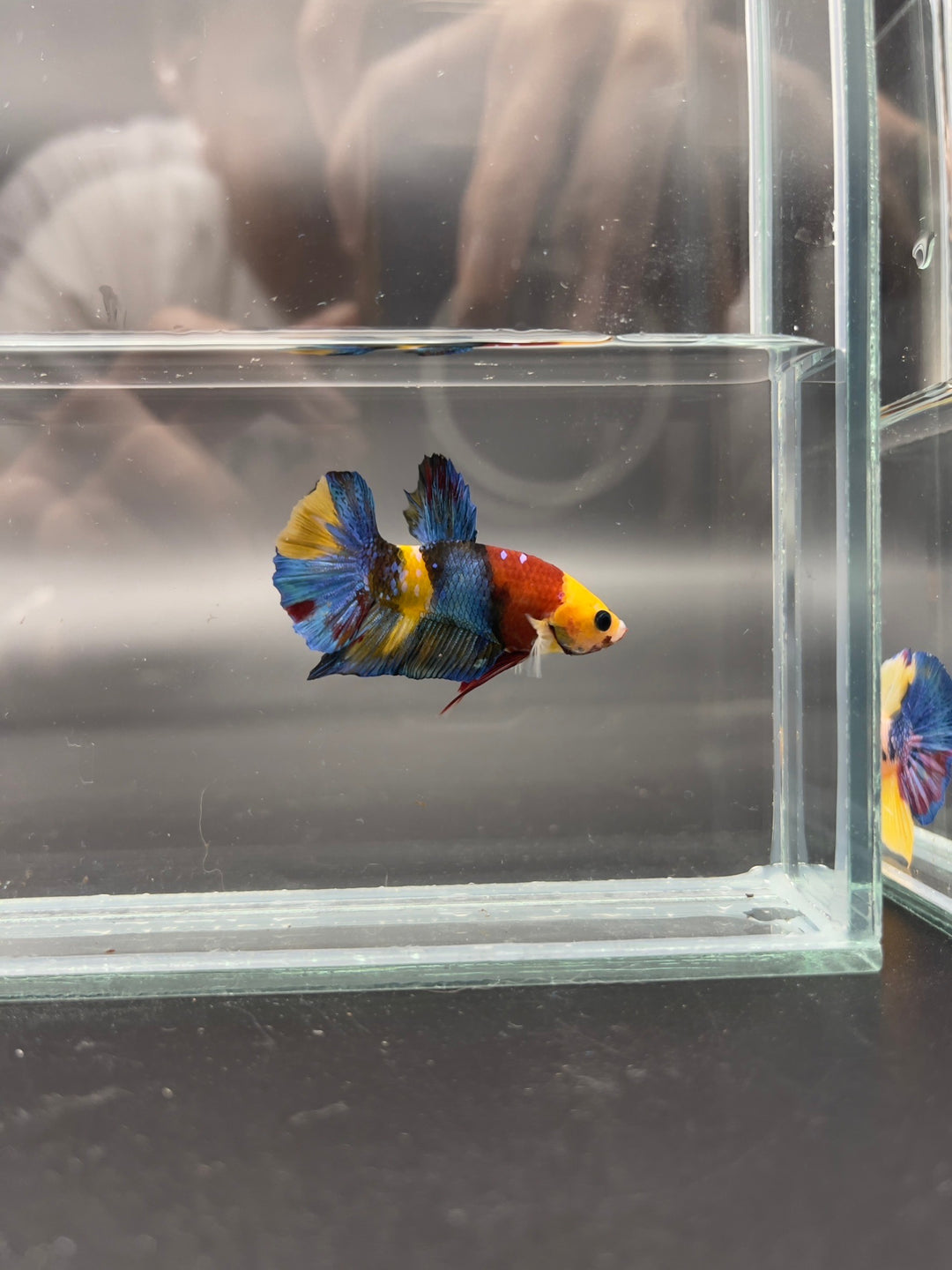 3th Thailand Plakad Association Competition - Koi Multicolor Betta Fish (MALE)