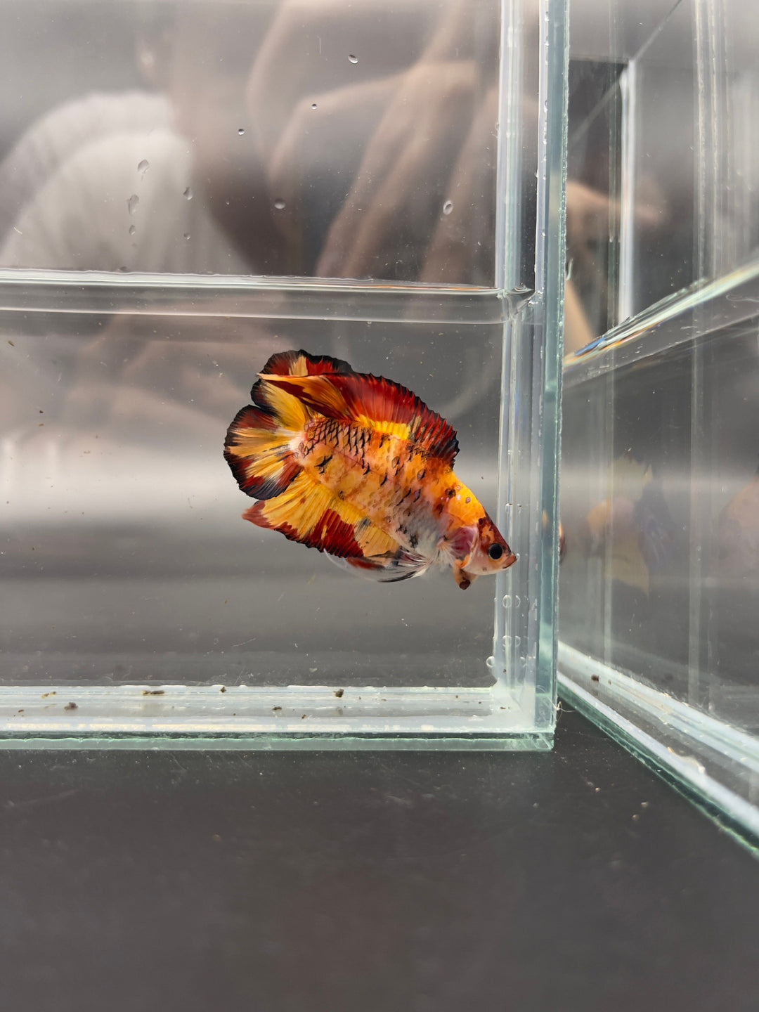 4th Thailand Plakad Association Competition - Koi Hellboy Betta Fish (MALE)