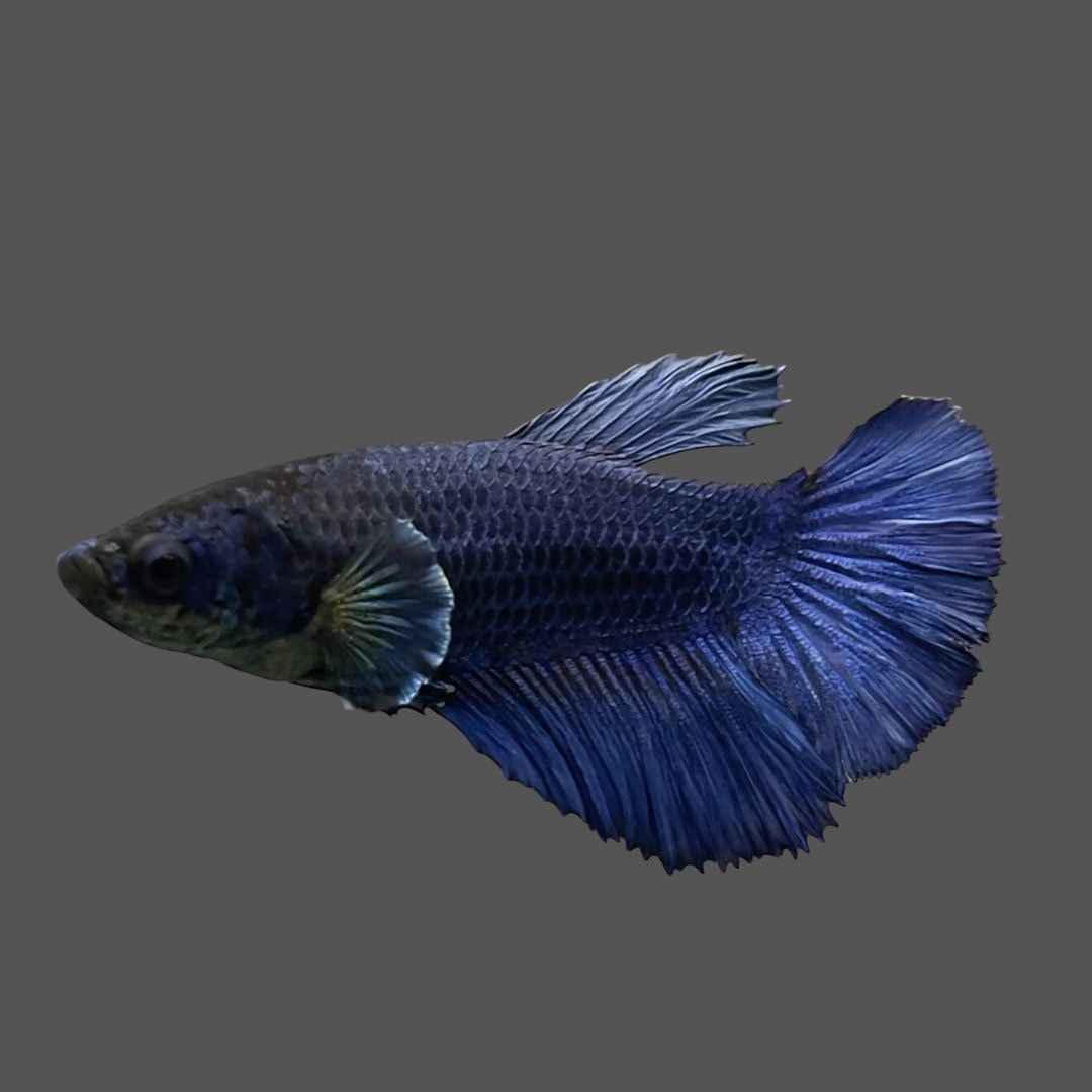 Rare Halfmoon Blue Betta Fish