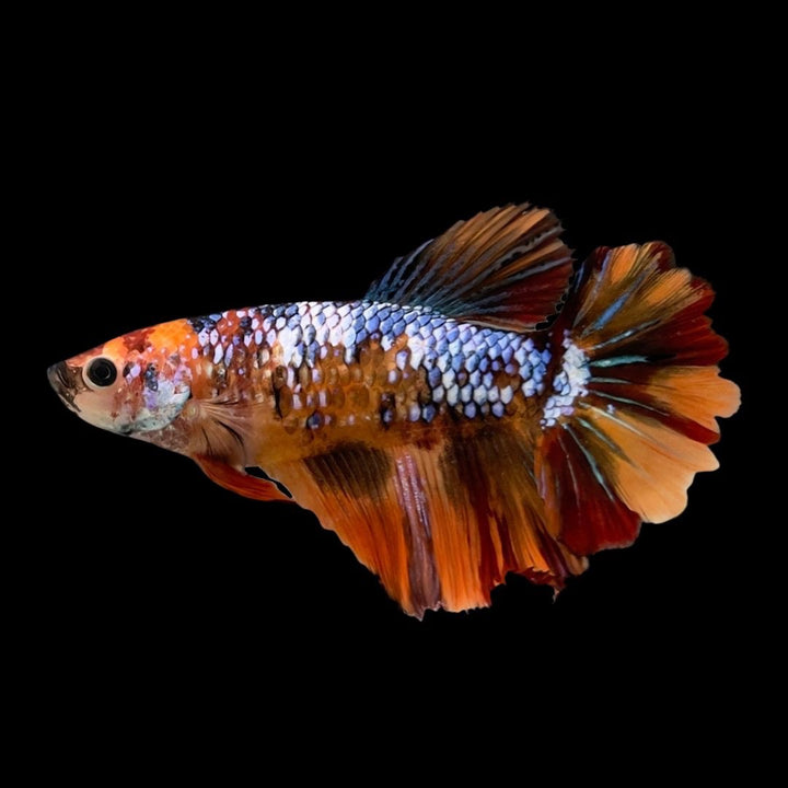 Rare Halfmoon Koi Fire Betta Fish