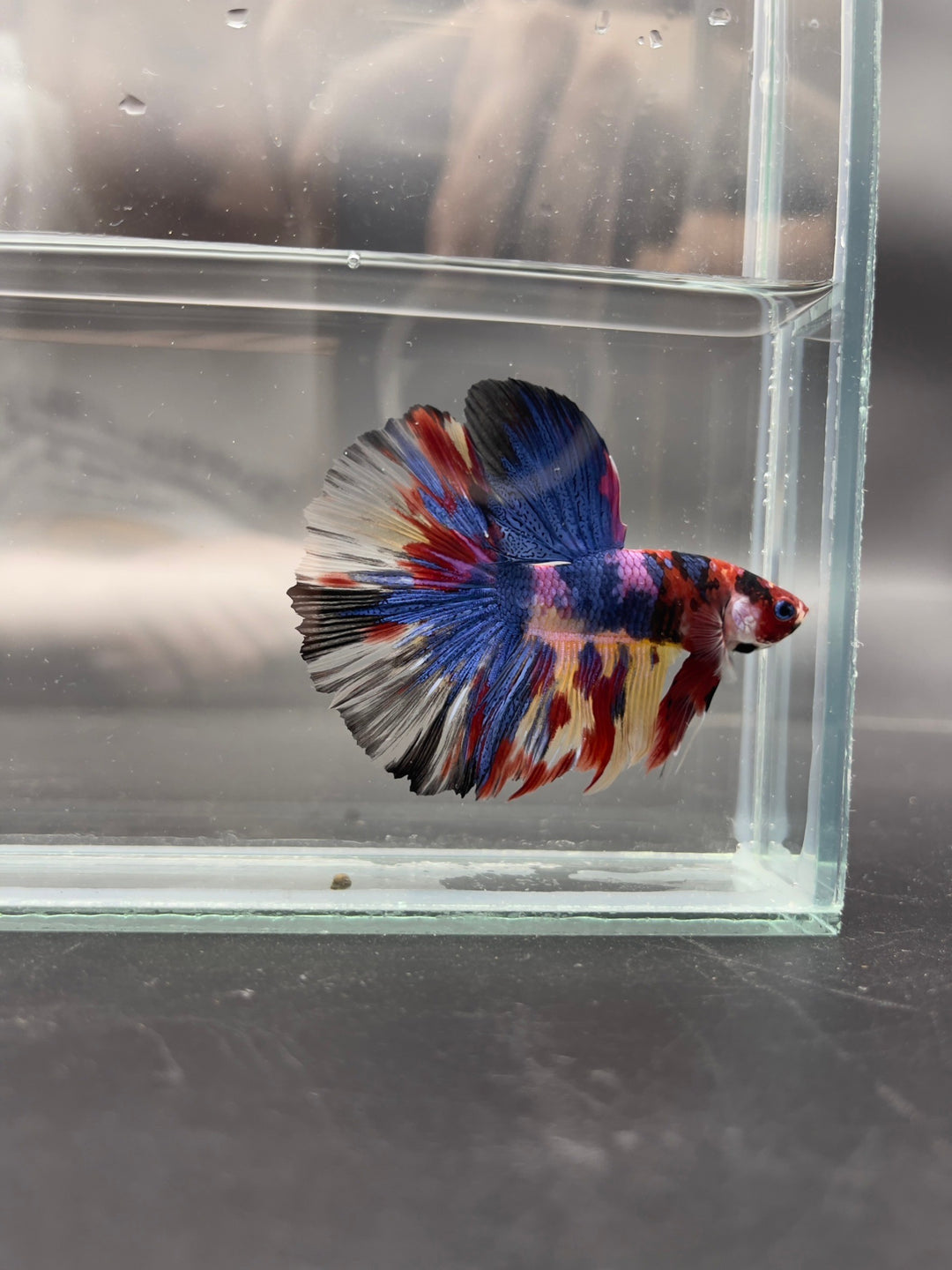 Competition Giant Halfmoon Multicolors Betta Fish