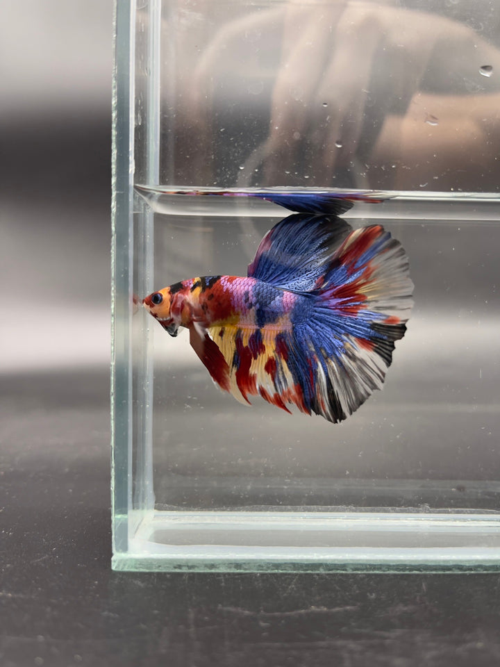 Competition Giant Halfmoon Multicolors Betta Fish