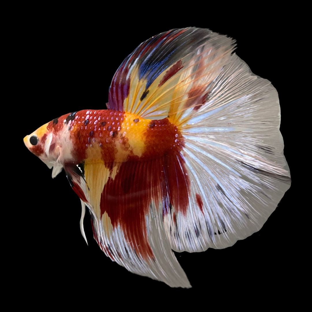 Competition Giant Halfmoon Koi Betta Fish