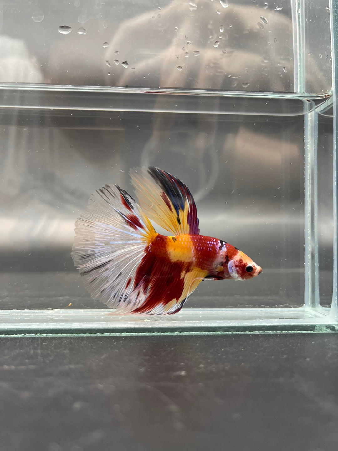 Competition Giant Halfmoon Koi Betta Fish