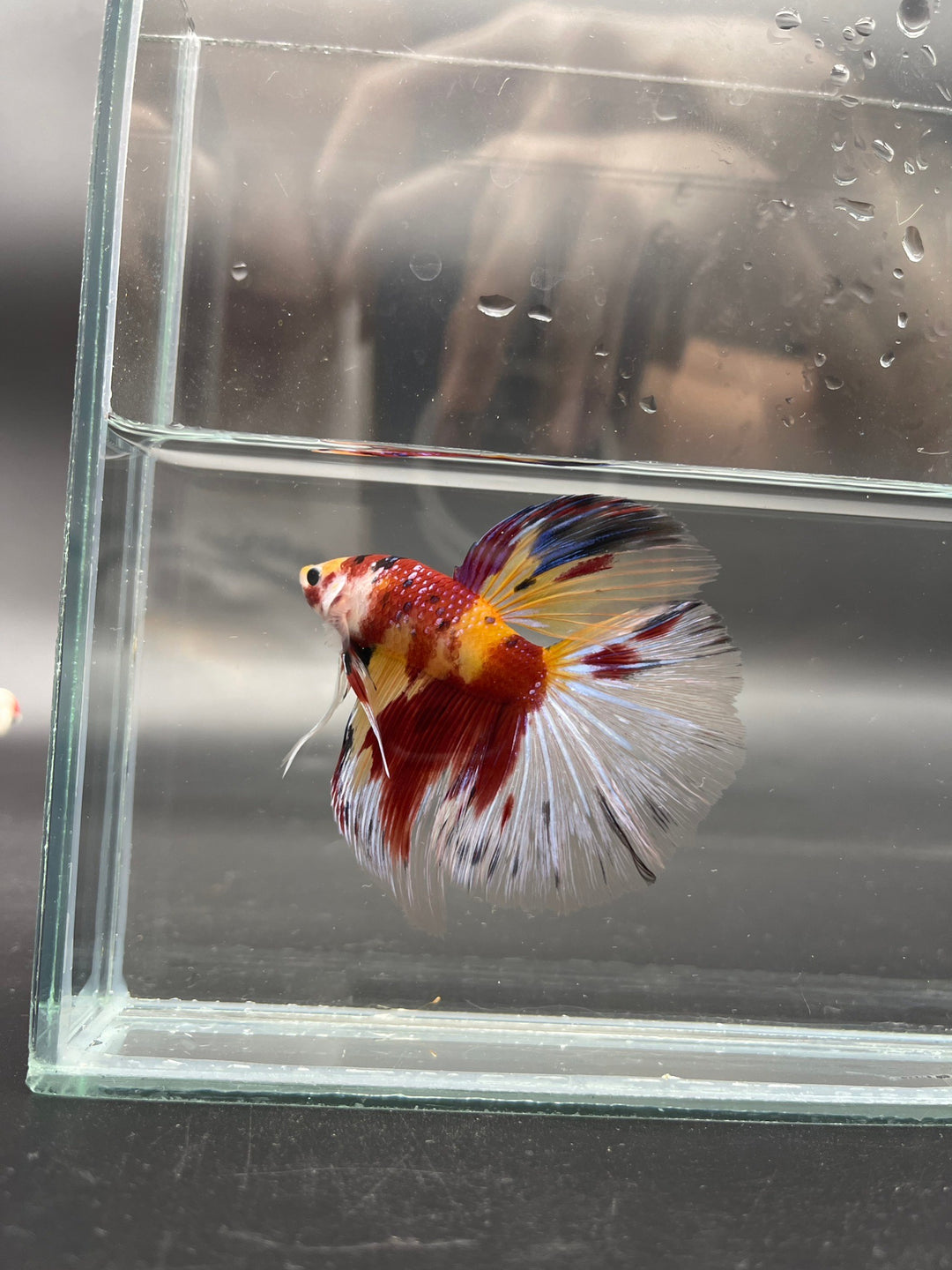 Competition Giant Halfmoon Koi Betta Fish